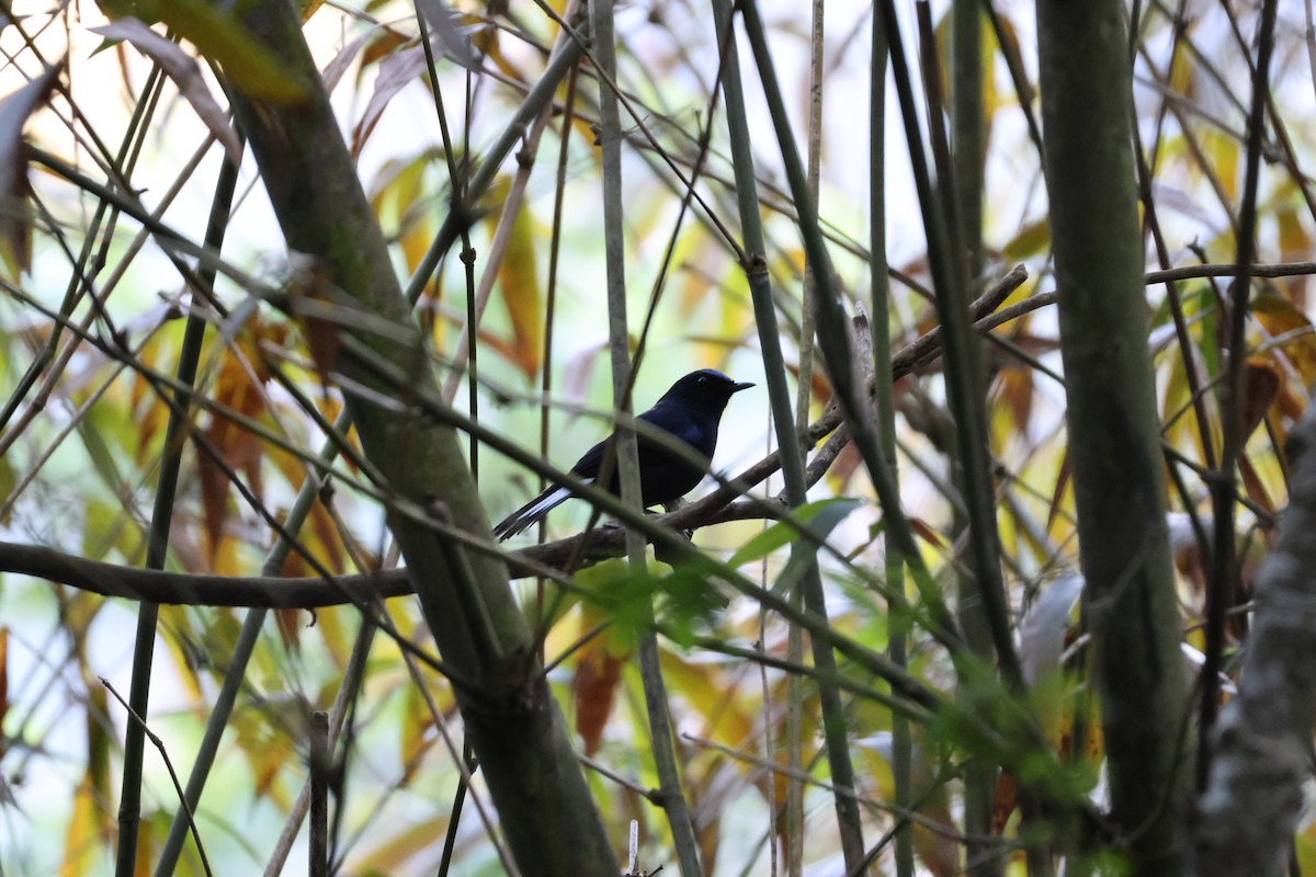 White-tailed Robin - ML616898133