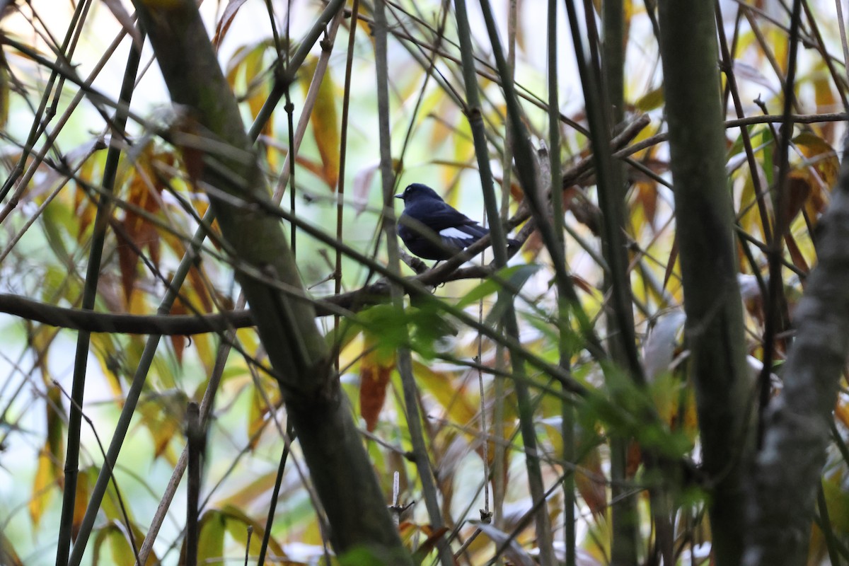 White-tailed Robin - ML616898134