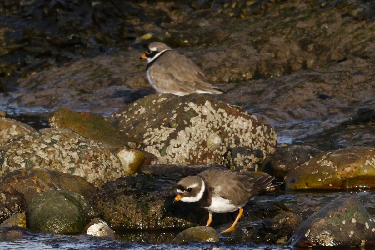 Common Ringed Plover - ML616898165