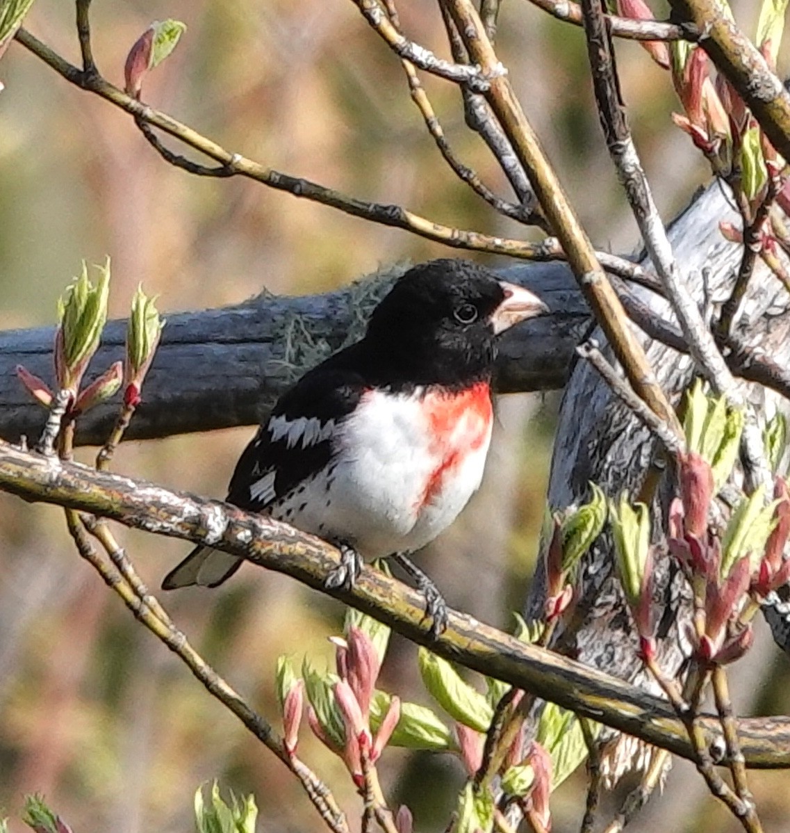 Rose-breasted Grosbeak - ML616898186