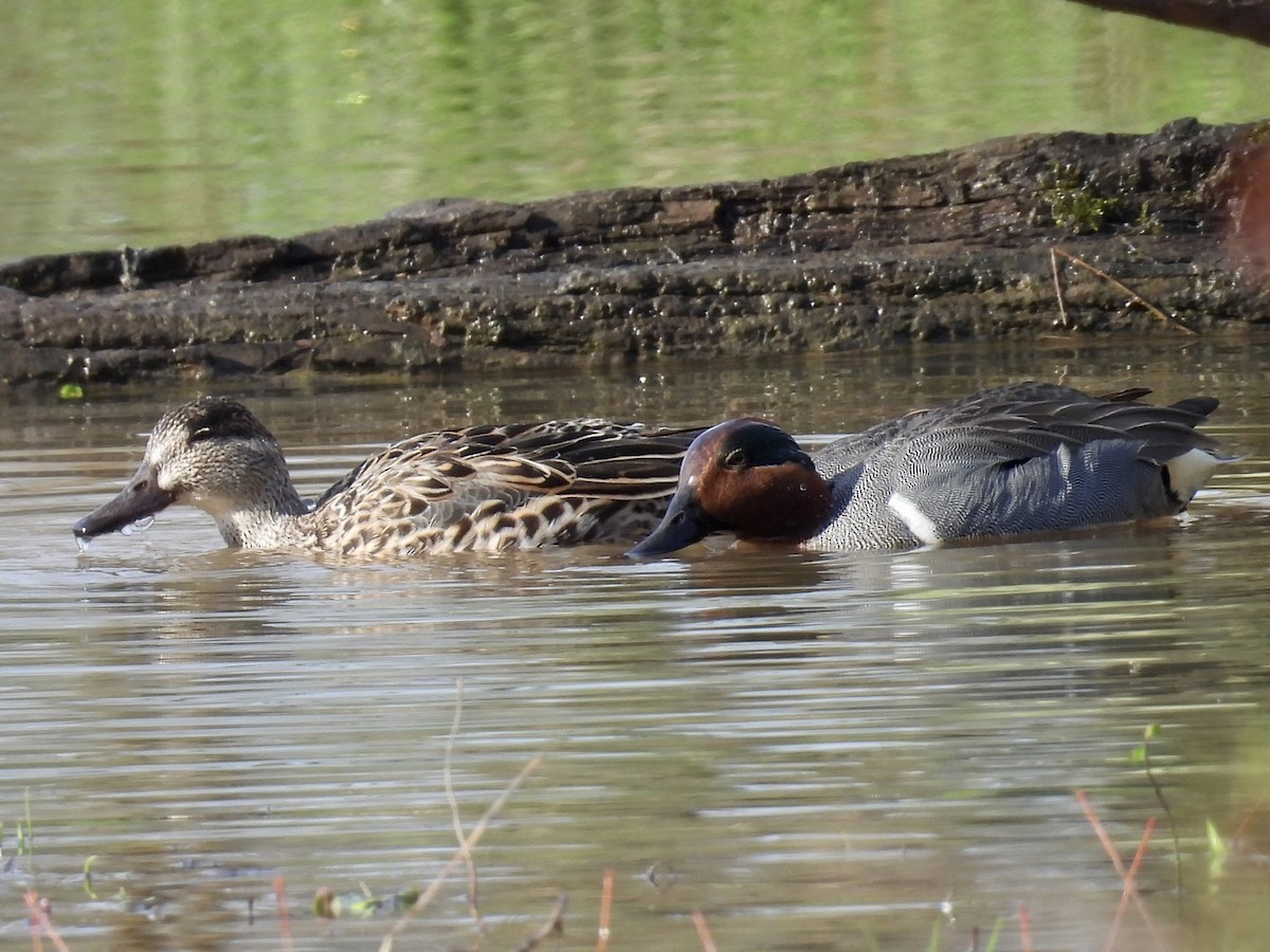 Green-winged Teal - ML616898189