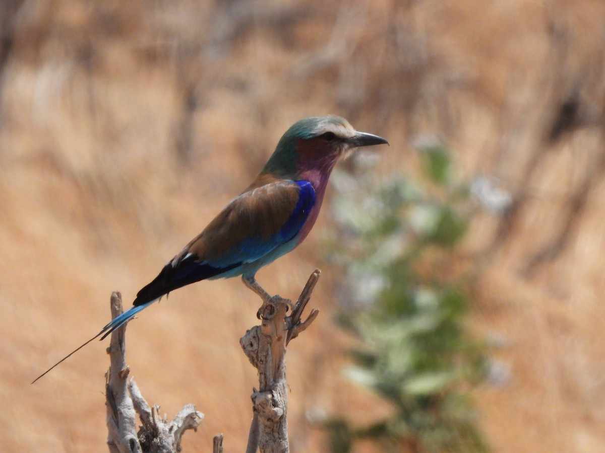 Lilac-breasted Roller - ML616898217