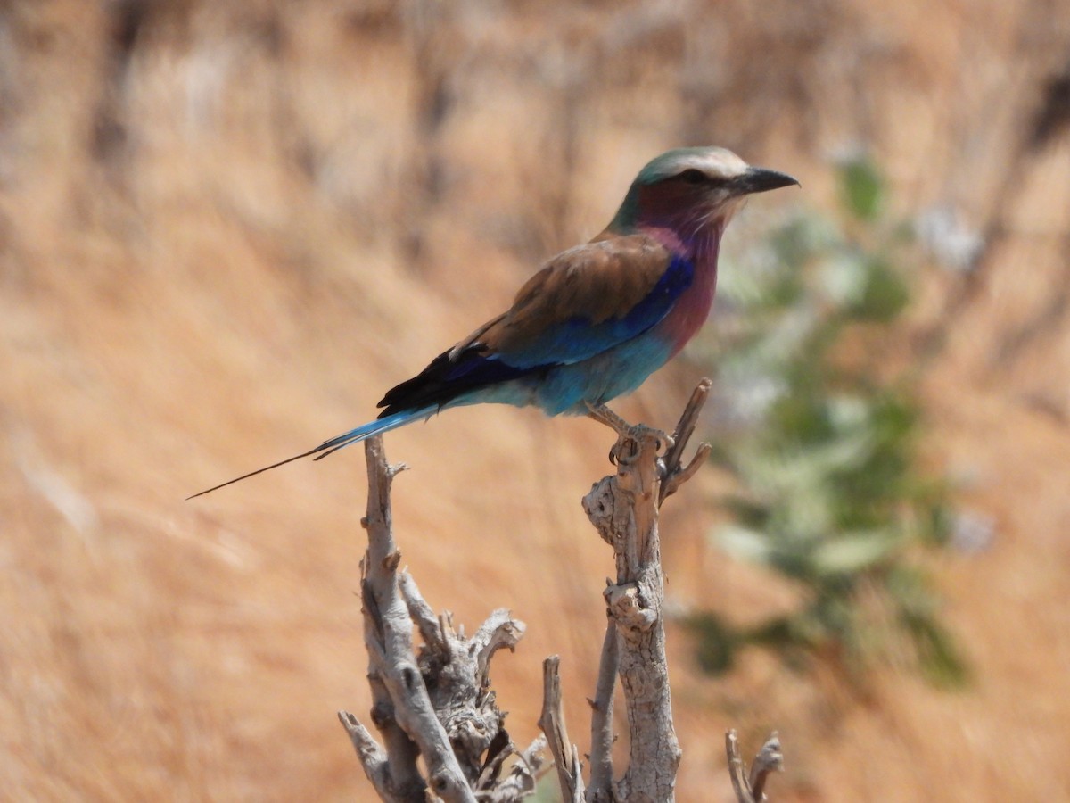 Lilac-breasted Roller - ML616898218