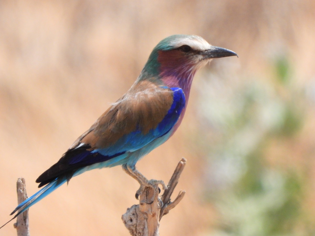 Lilac-breasted Roller - ML616898219