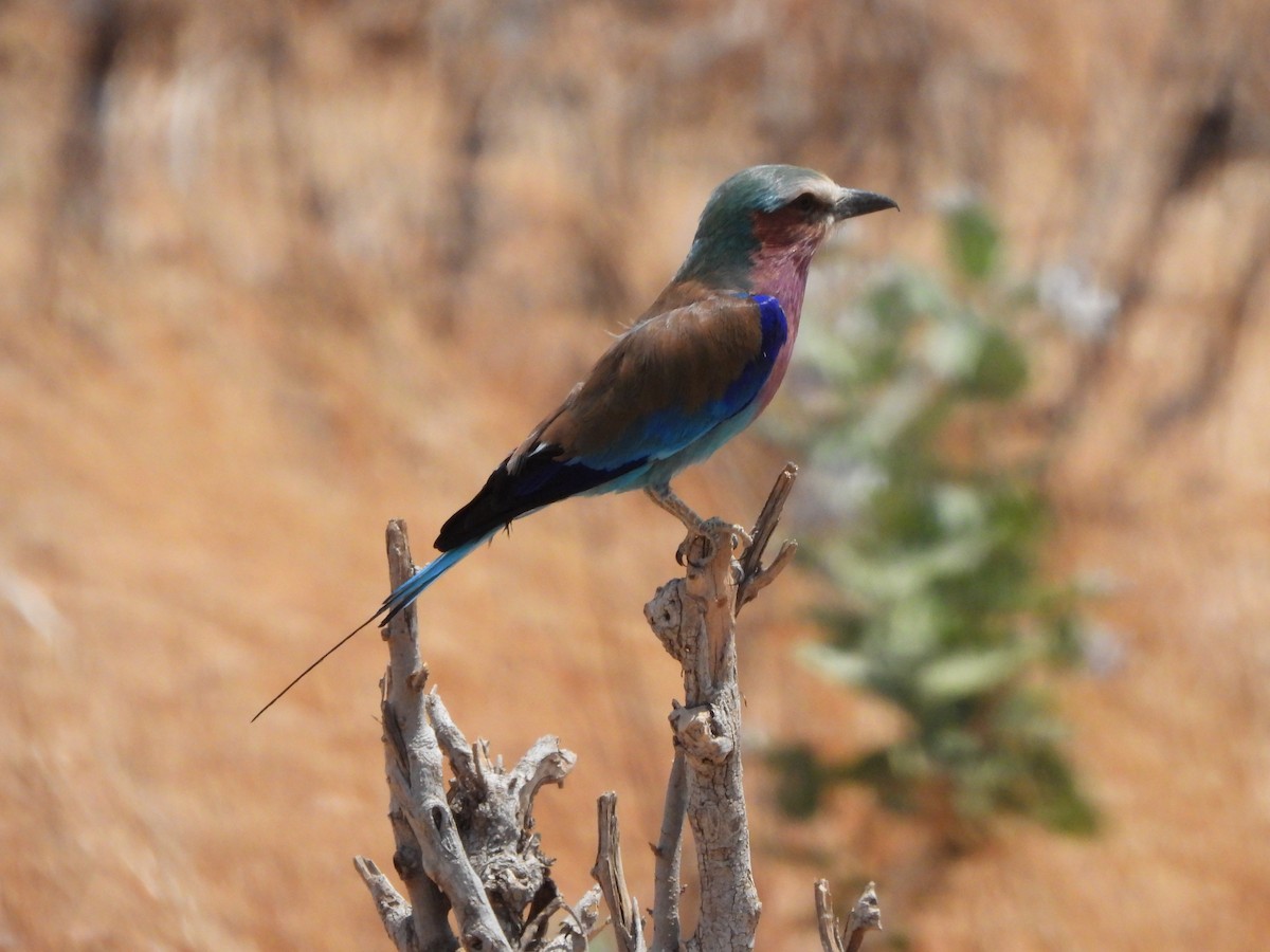 Lilac-breasted Roller - ML616898220