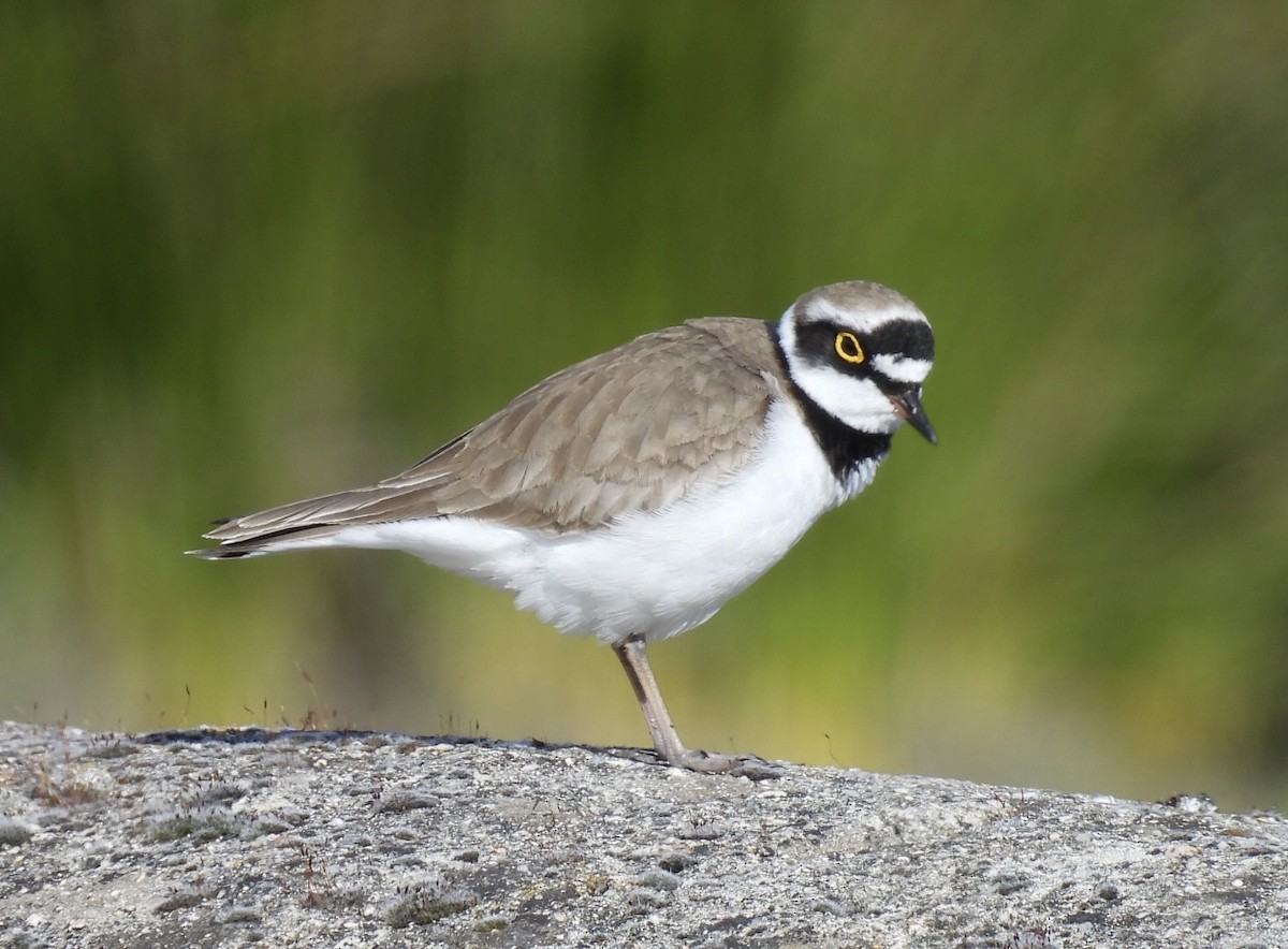 Little Ringed Plover - ML616898369