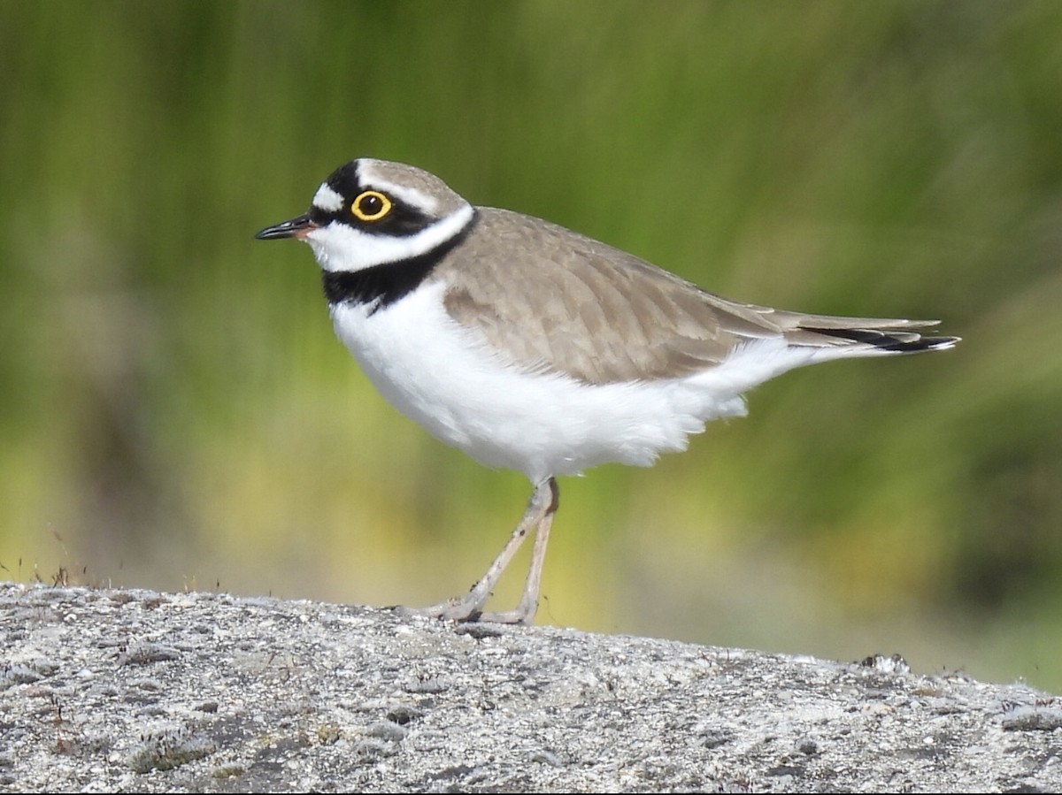 Little Ringed Plover - ML616898370