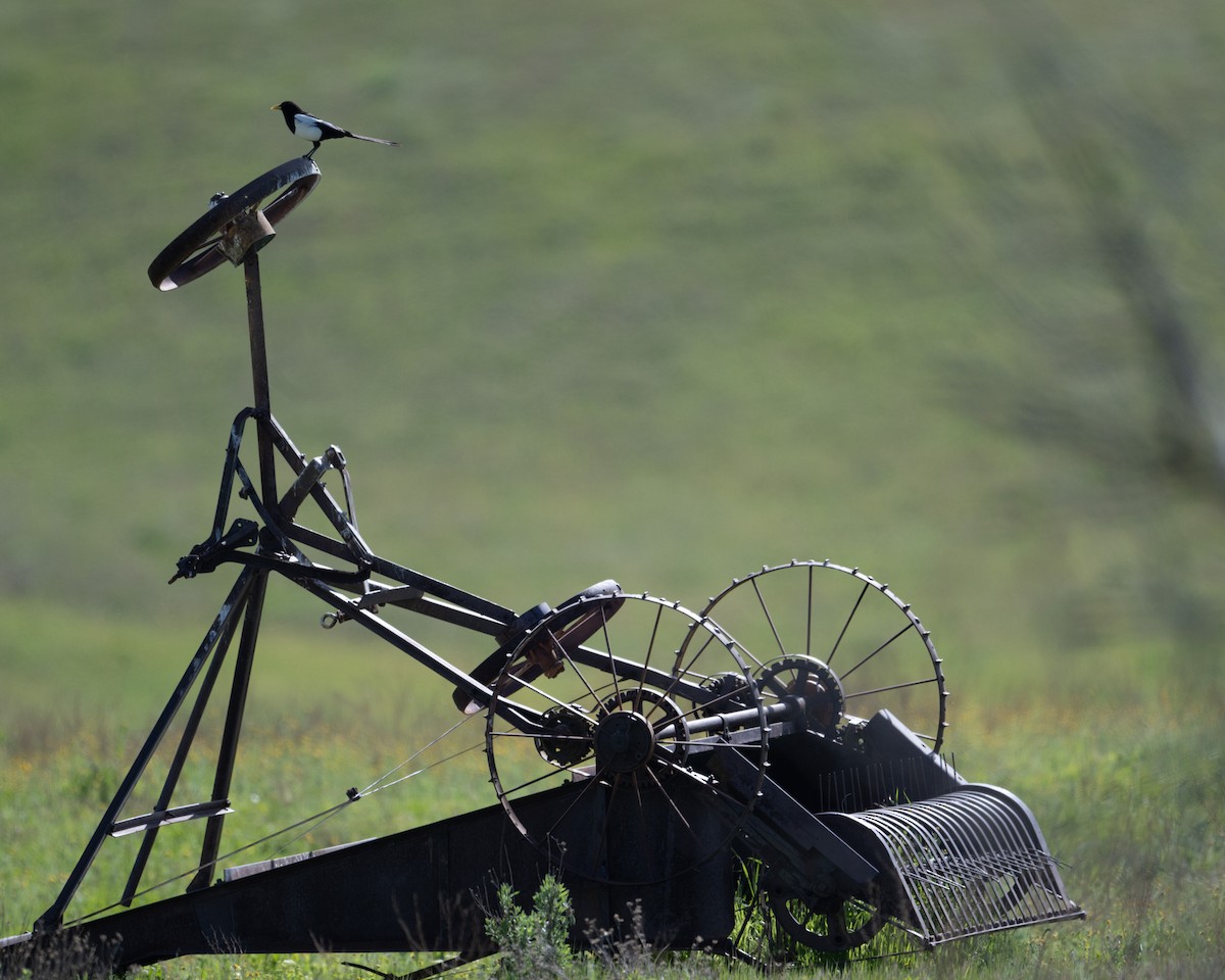 Yellow-billed Magpie - ML616898402