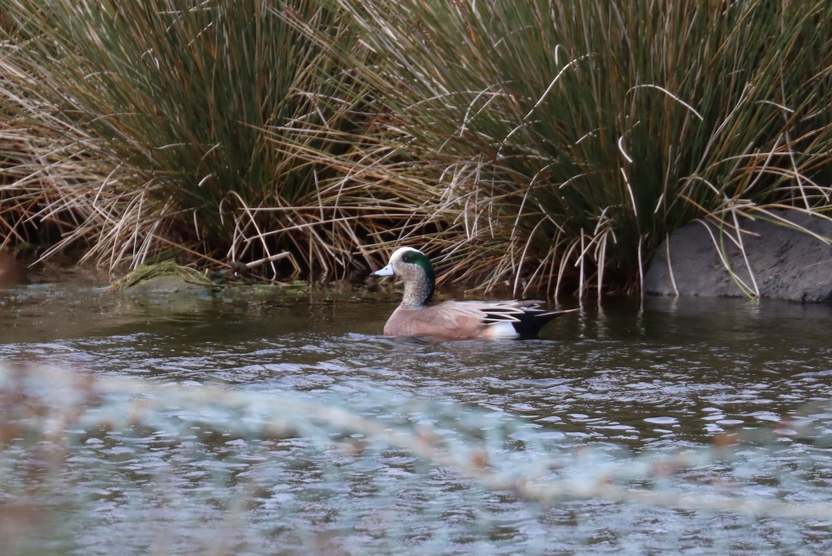 American Wigeon - ML616898403