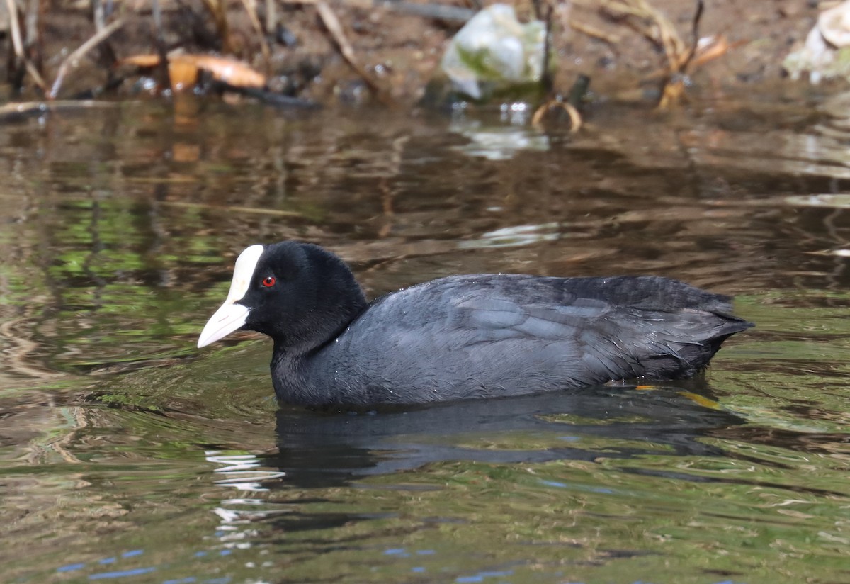 Eurasian Coot - ML616898421