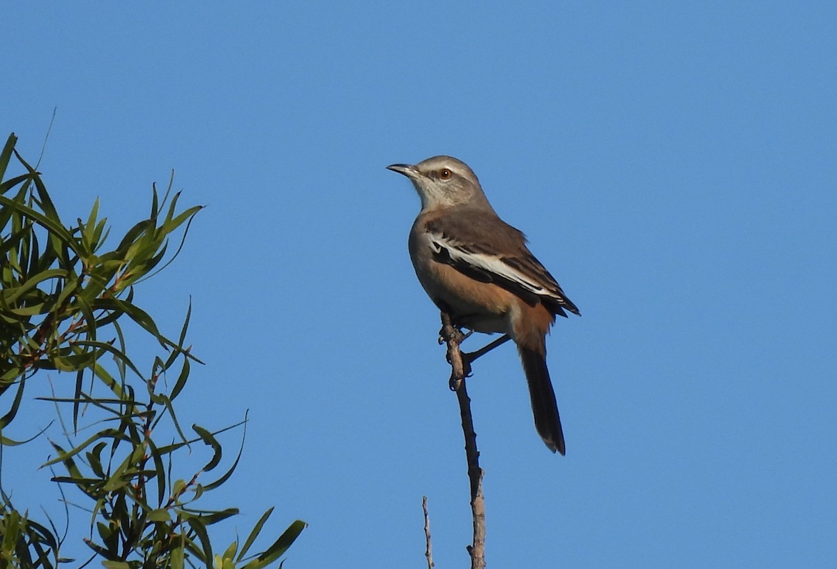 White-banded Mockingbird - ML616898424