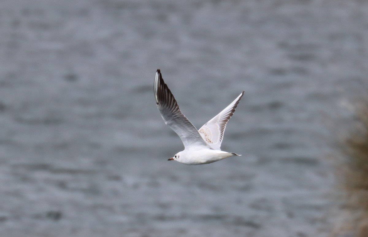 Mouette rieuse - ML616898472