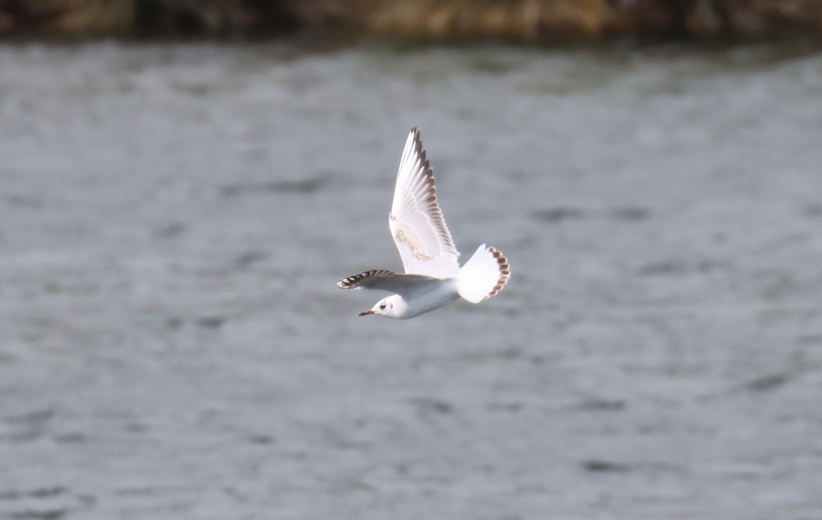 Gaviota Reidora - ML616898475