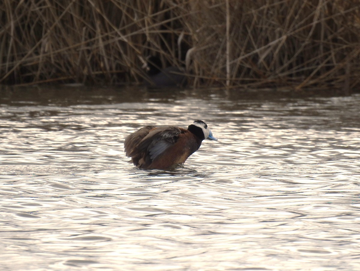 White-headed Duck - ML616898499