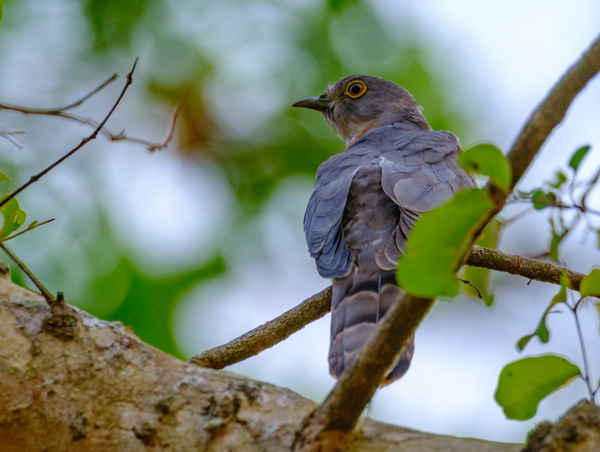 Common Hawk-Cuckoo - Nara Jayaraman