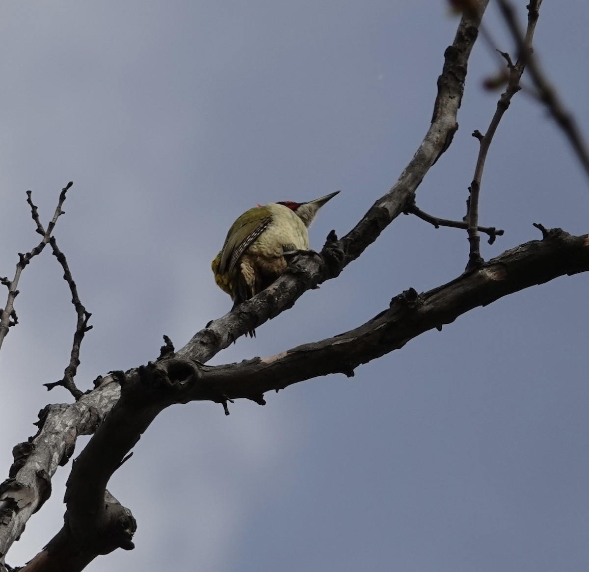 Eurasian Green Woodpecker - deidre asbjorn