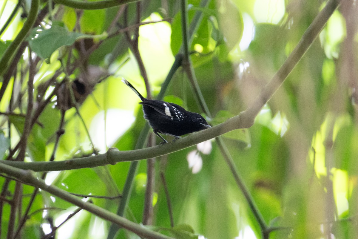 Dot-winged Antwren - John C. Mittermeier