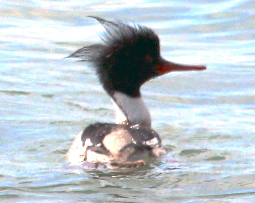 Red-breasted Merganser - Connie Haile