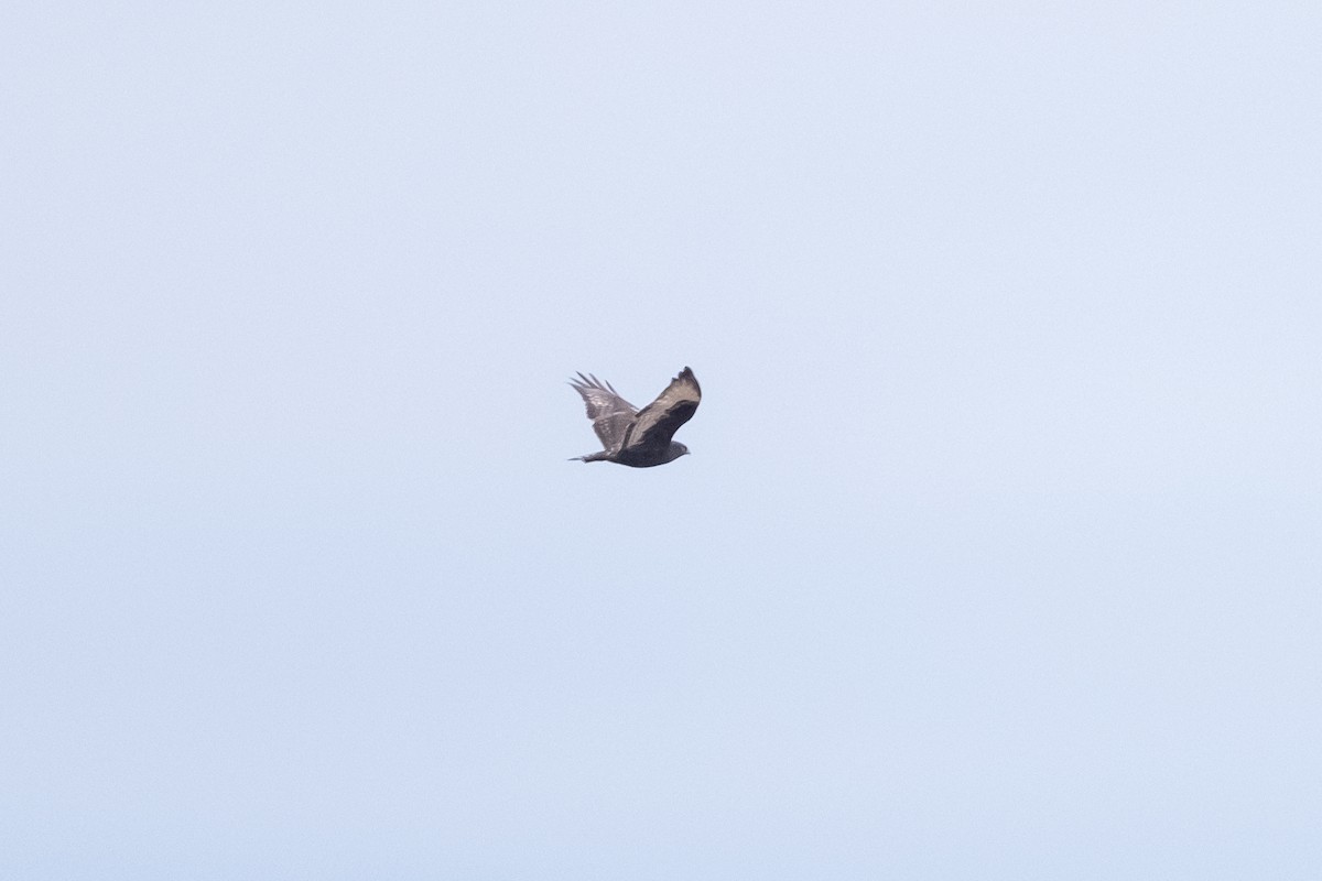 Rough-legged Hawk - ML616898601