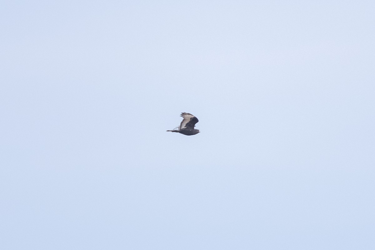 Rough-legged Hawk - ML616898605