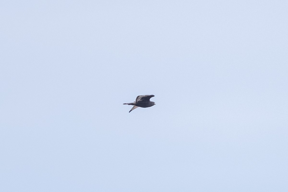 Rough-legged Hawk - ML616898612