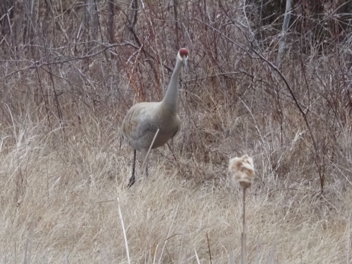 Sandhill Crane - Bob Maddox