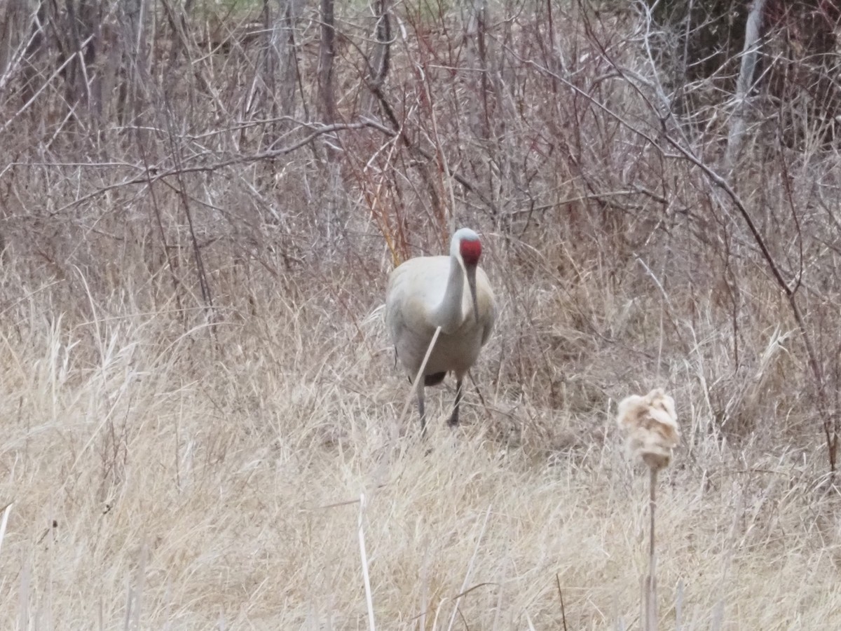 Sandhill Crane - ML616898654