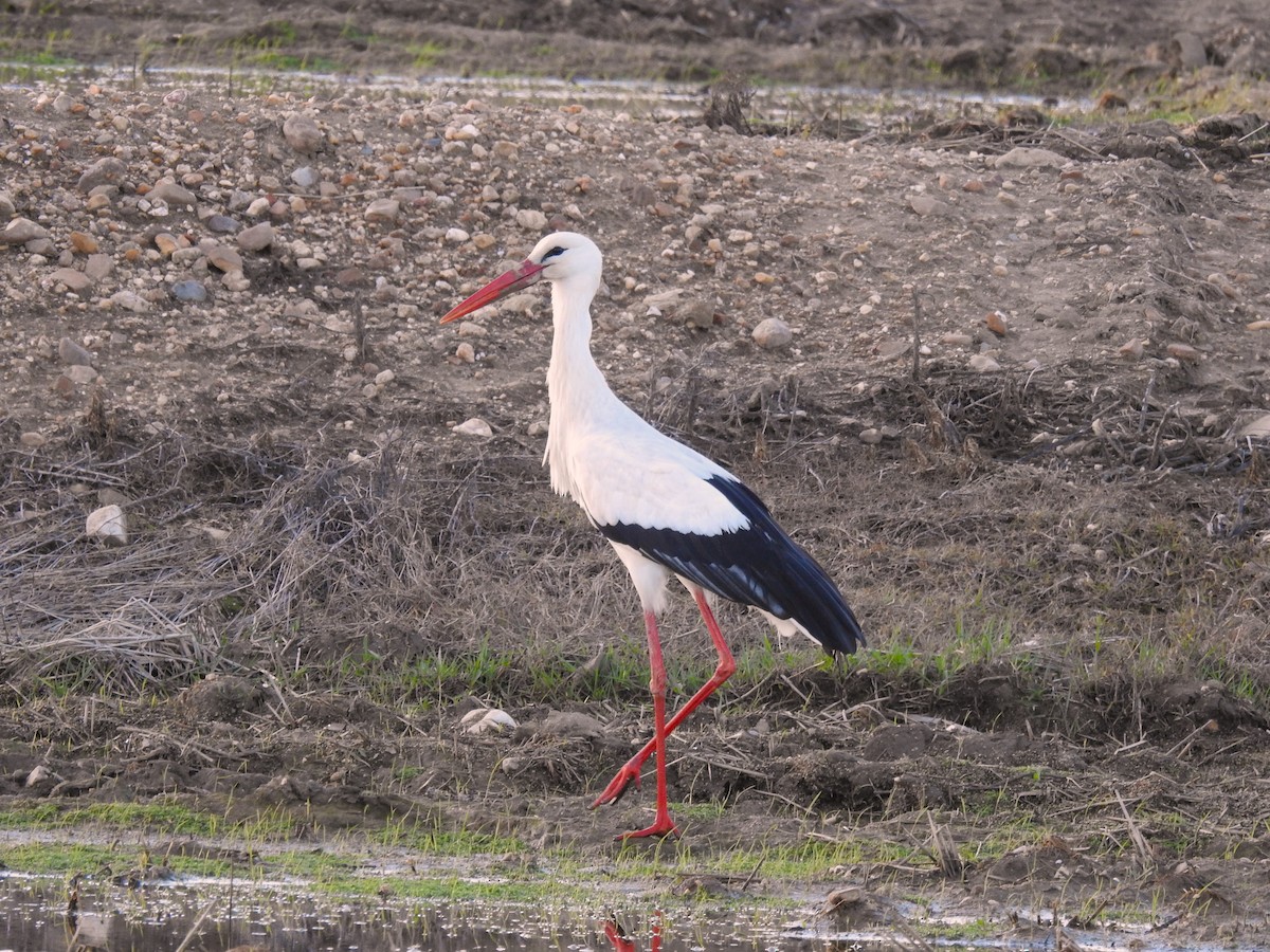 Weißstorch - ML616898676