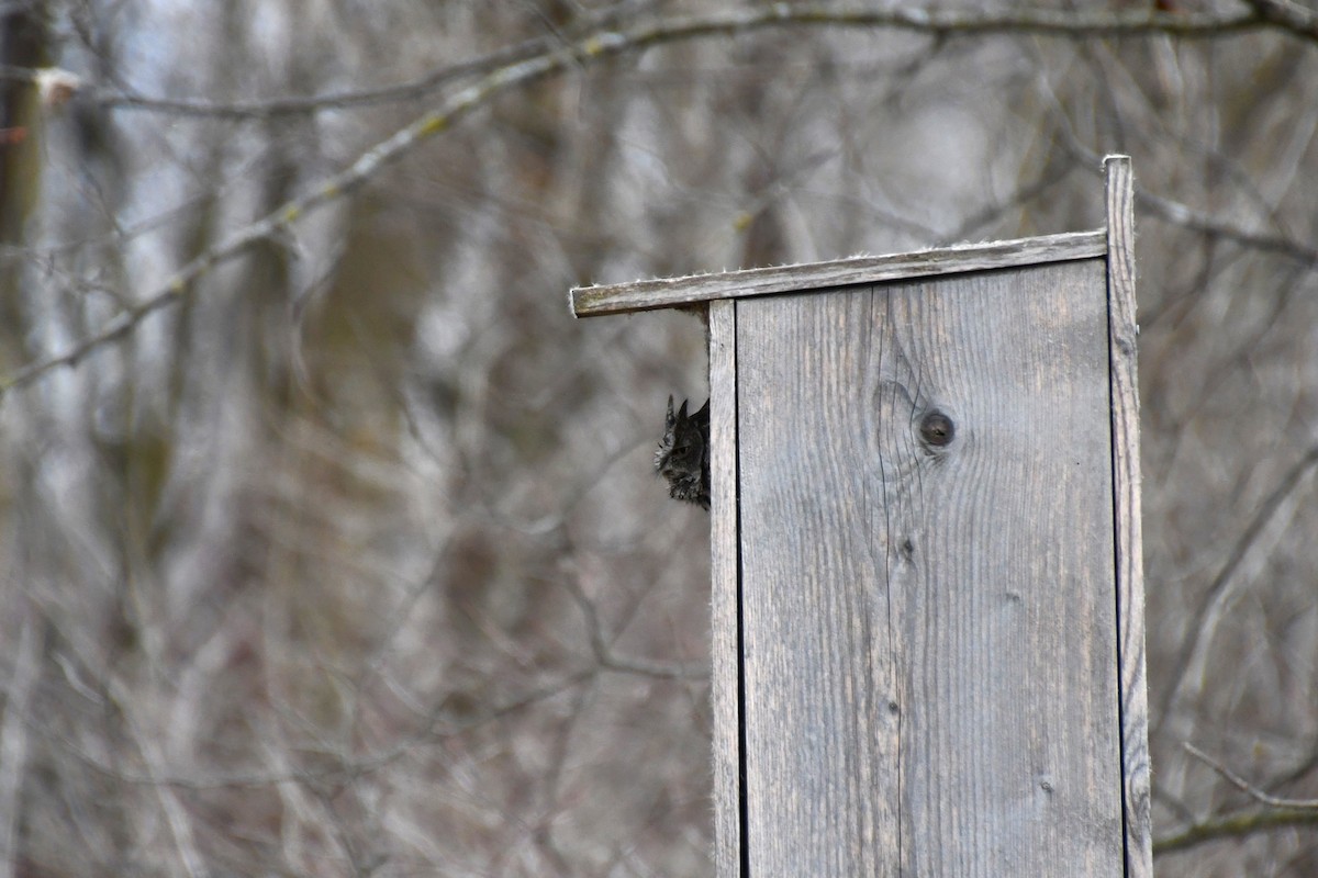 Eastern Screech-Owl - ML616898679