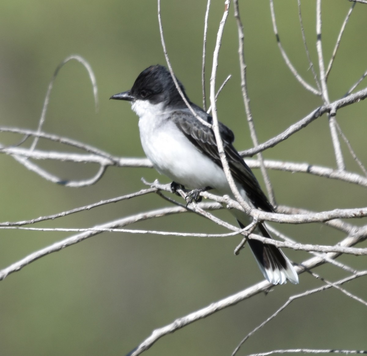 Eastern Kingbird - ML616898684