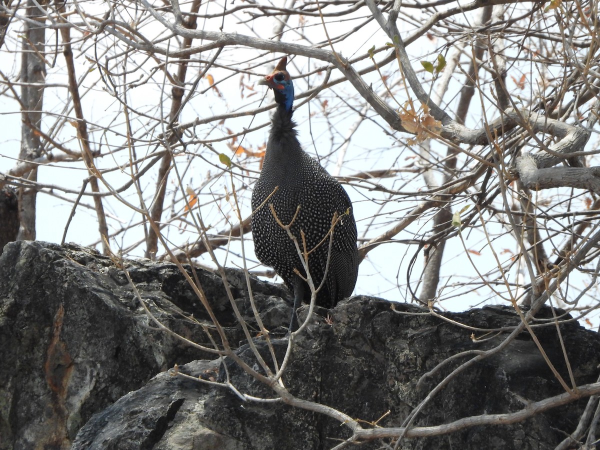 Helmeted Guineafowl - ML616898705