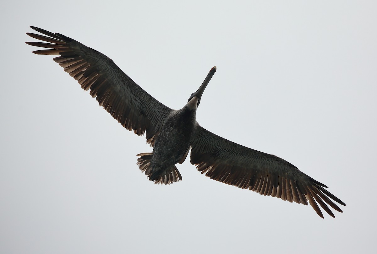 Brown Pelican (Galapagos) - Yannick FRANCOIS