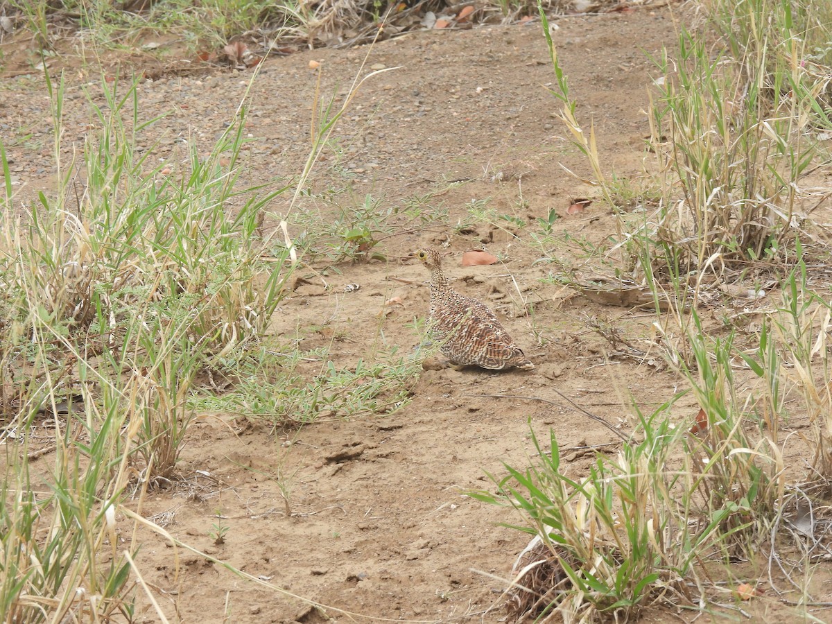 Double-banded Sandgrouse - Stefan  Bruhn