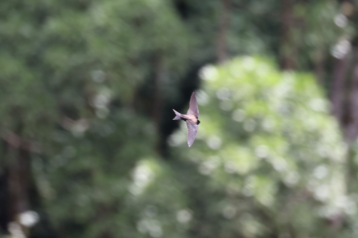 Golondrina Cabecinegra - ML616898829