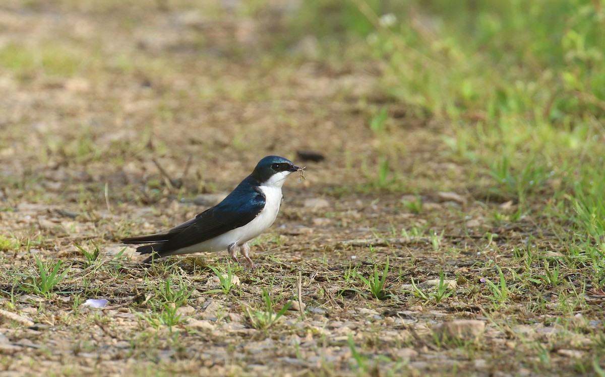 Tree Swallow - ML616898881