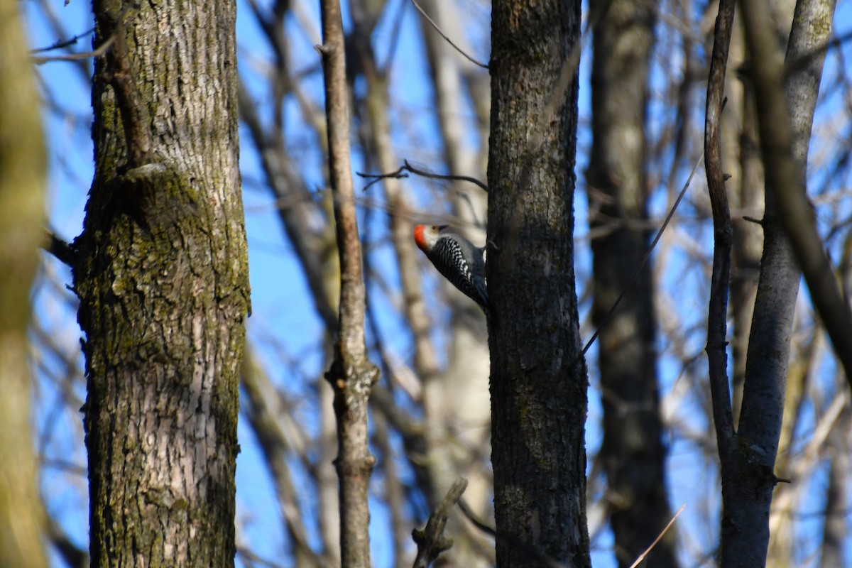 Red-bellied Woodpecker - ML616898883