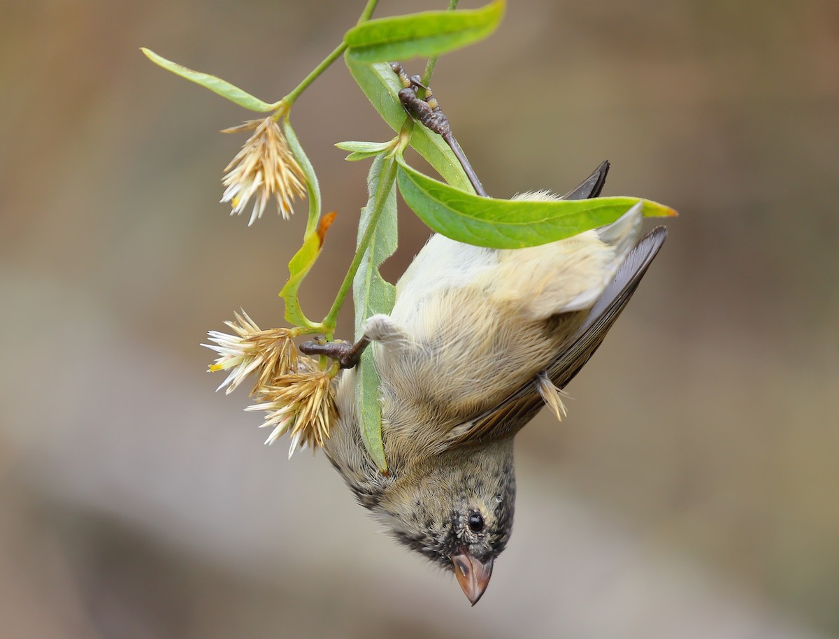 Small Tree-Finch - ML616898891