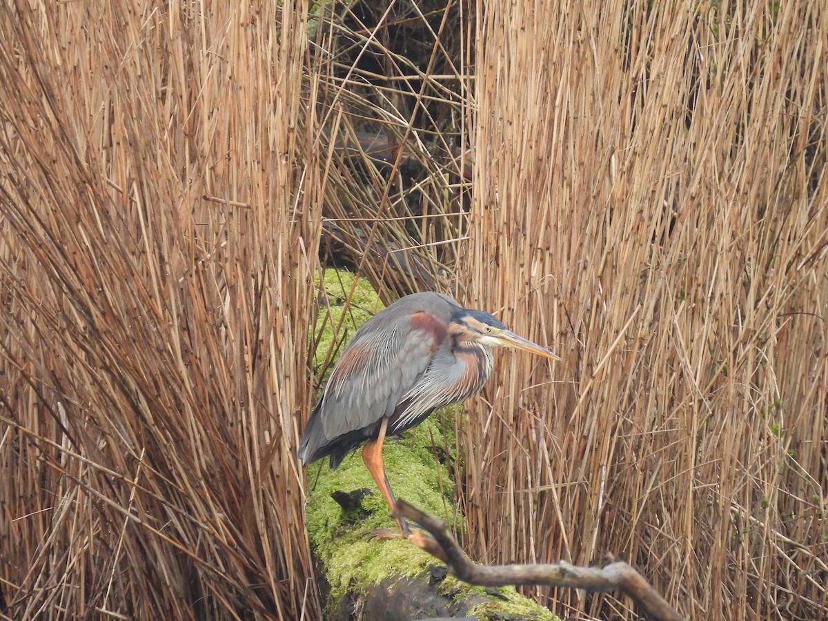 Purple Heron - ML616898920
