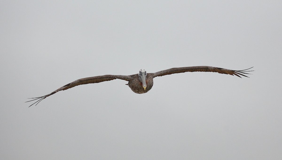 Brown Pelican (Galapagos) - Yannick FRANCOIS