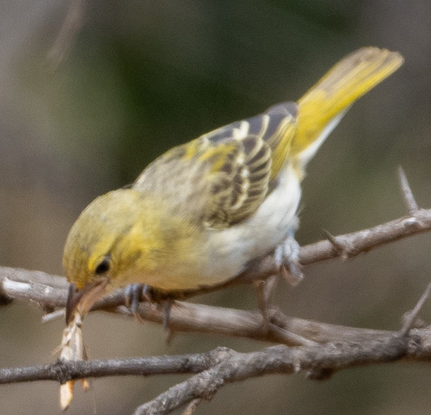 Lesser Masked-Weaver - ML616899051