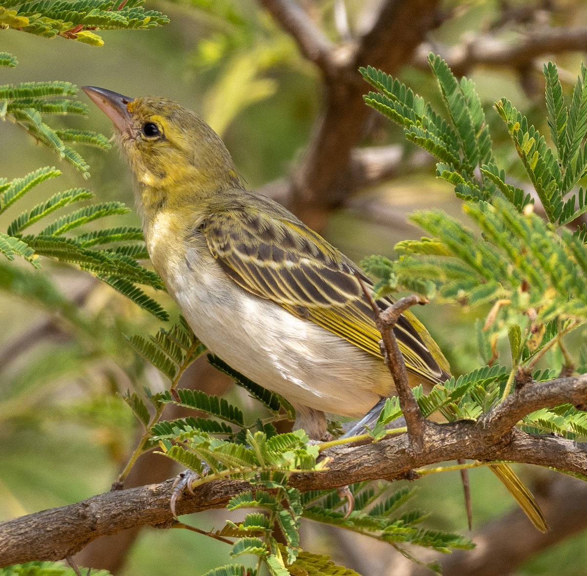 Lesser Masked-Weaver - ML616899063