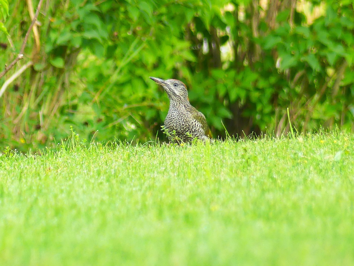 Eurasian Green Woodpecker - Toby Middlemist