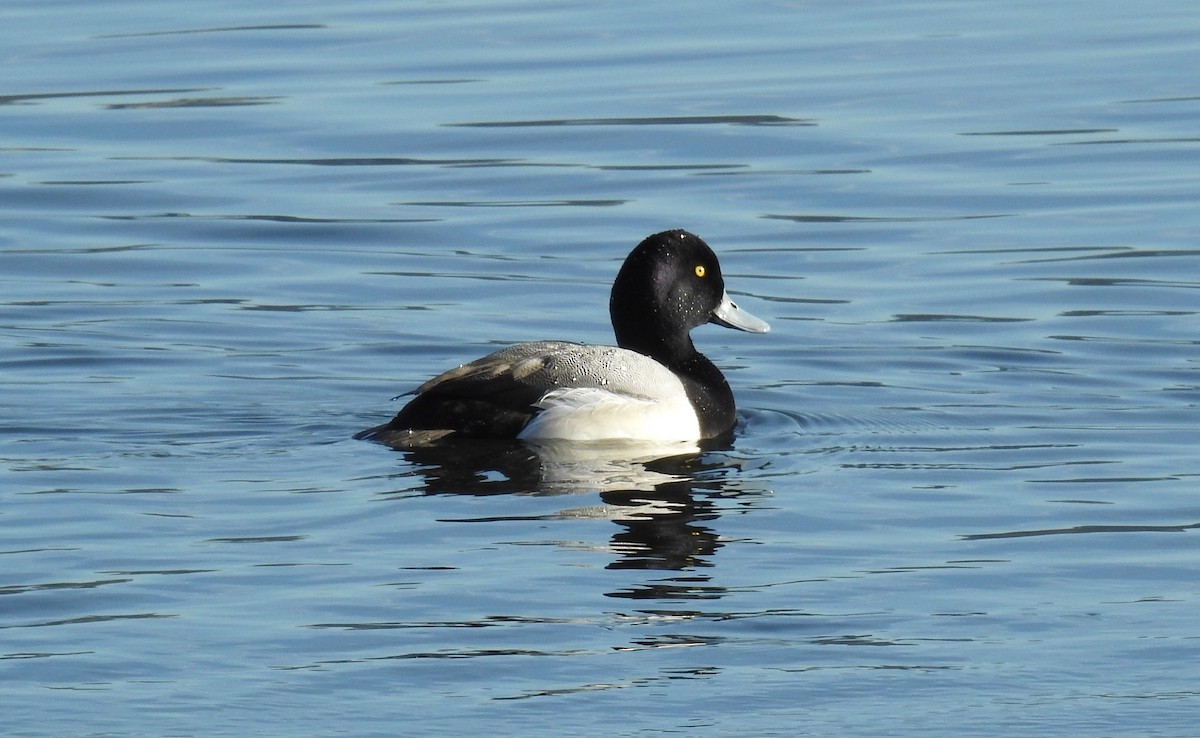 Lesser Scaup - K.C. Anderson