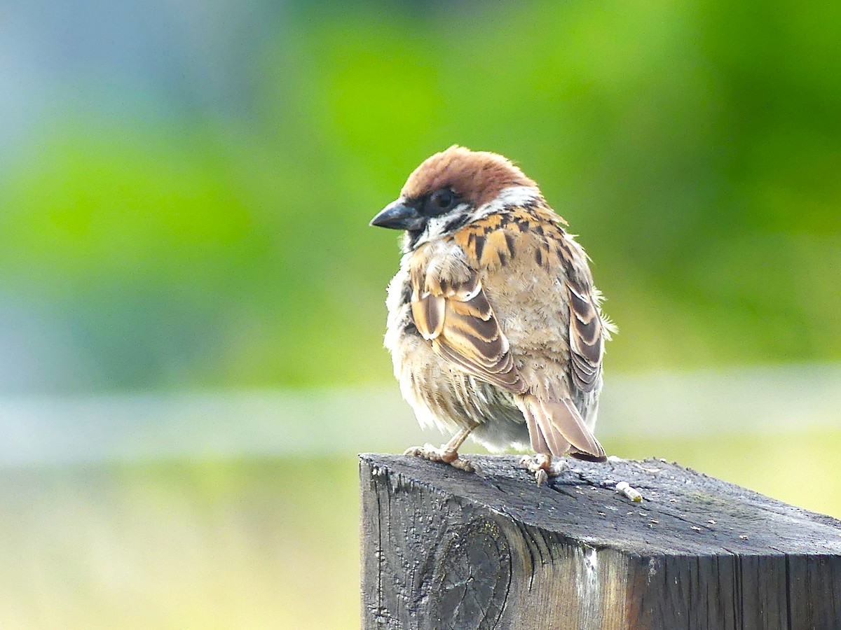 Eurasian Tree Sparrow - ML616899108