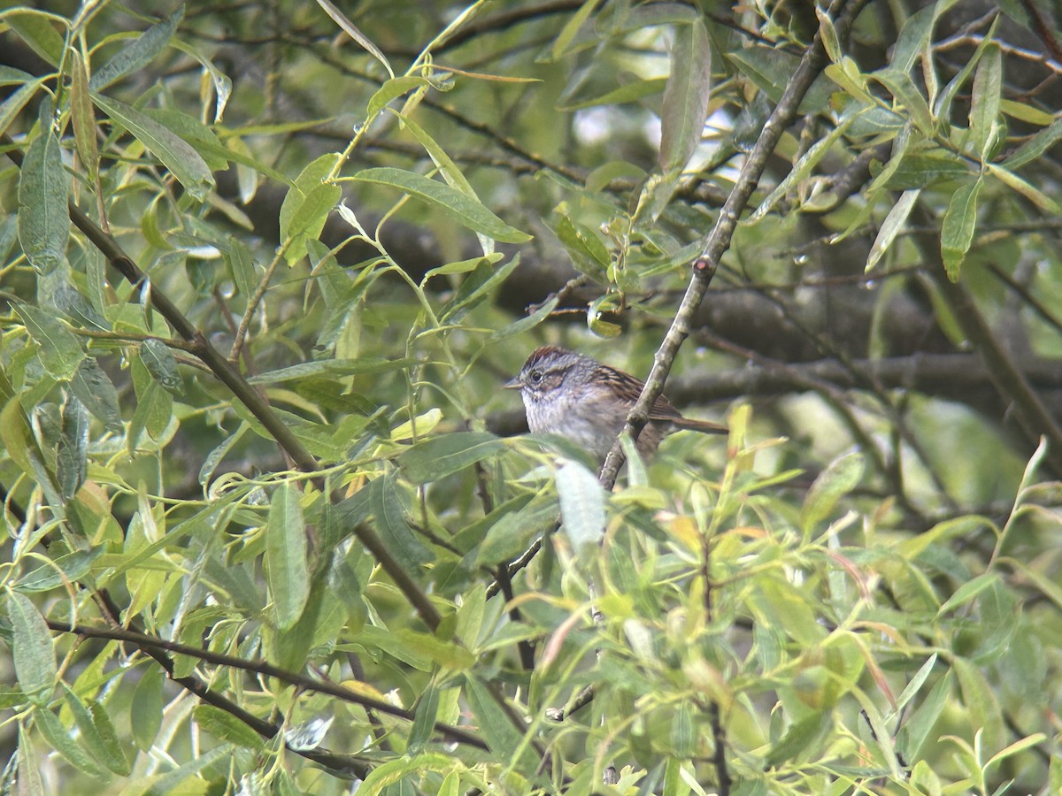 Swamp Sparrow - Josh Snead