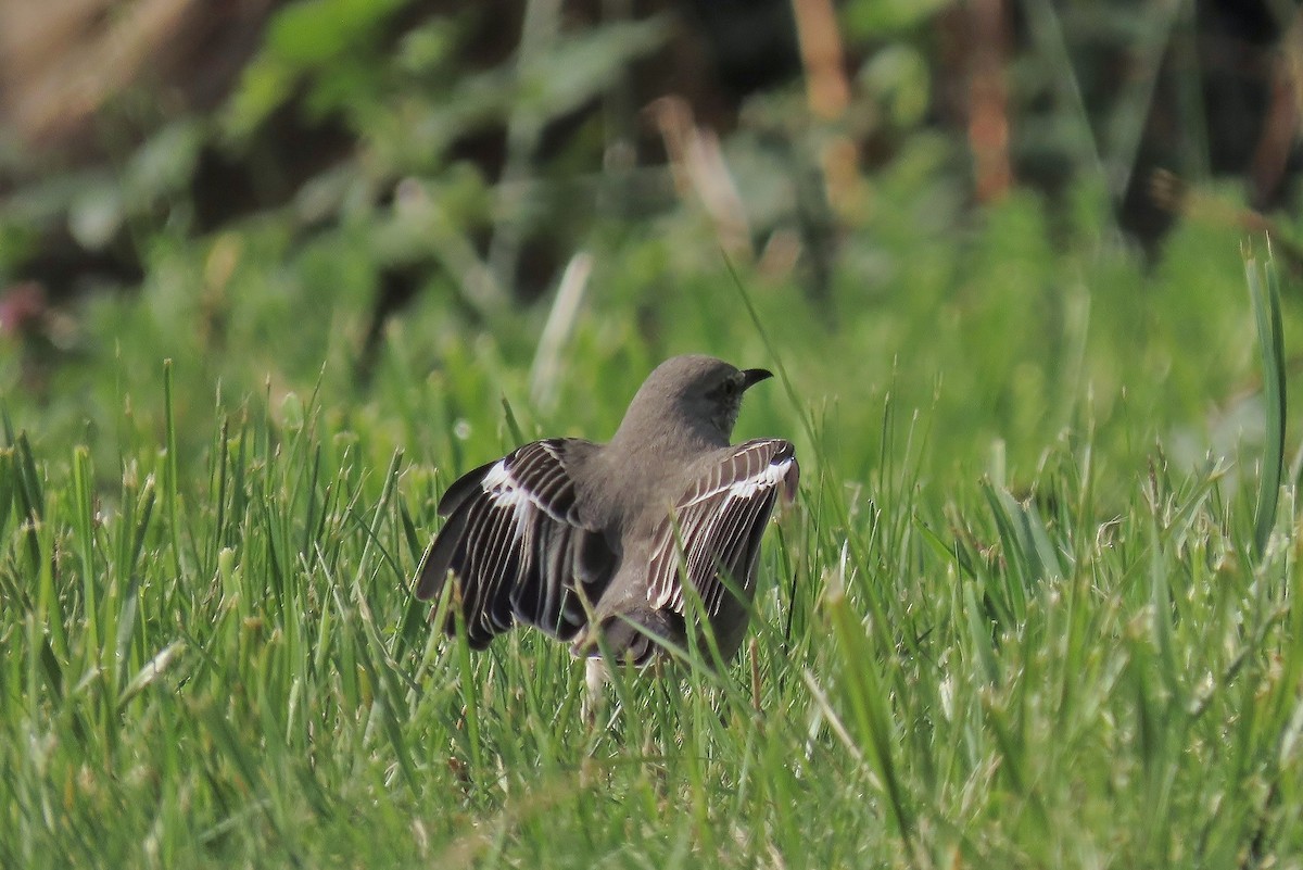 Northern Mockingbird - Guy L. Monty