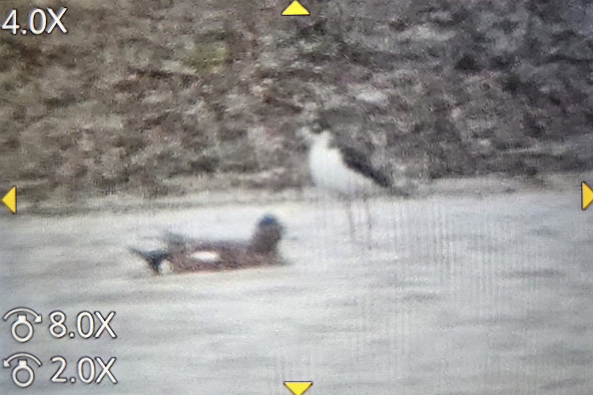 Black-necked Stilt - ML616899196