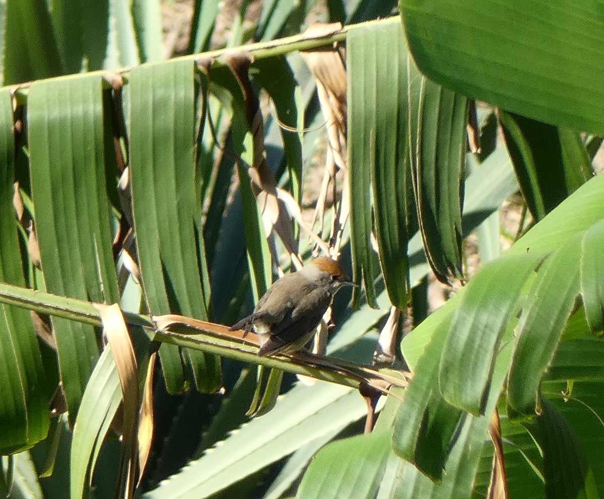 Eurasian Blackcap - ML616899240