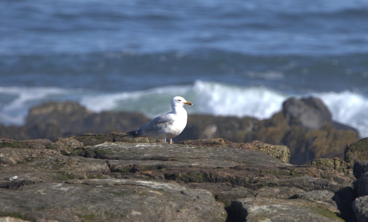 Gaviota Argéntea - ML616899288