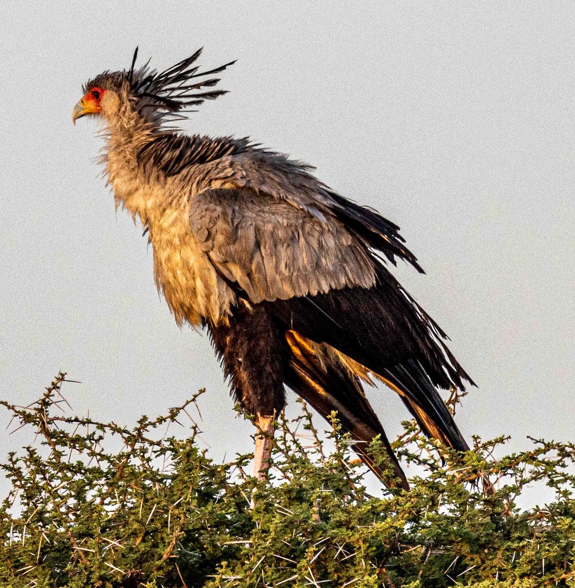 Secretarybird - ML616899291